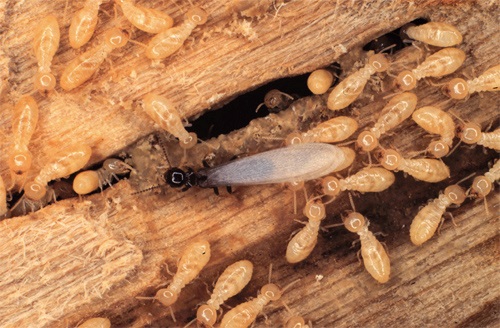 Handy Tips To Keep Your Home Safe From Termites!