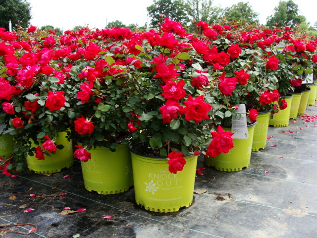  Best Tips To Maintain Quality Of Roses To Enjoy Fast Rose Delivery Services!