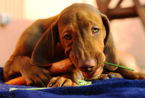 Reducing Health Risks In Dogs With A Proper Diet