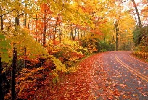 Canvas Print Of Nature’s Beauty In The Fall